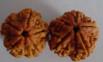 Nine Mukhi and ten Mukhi Rudraksha Beads